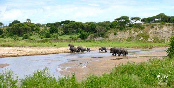 Tarangire National Park, Tanzania - 24 MAY 2026