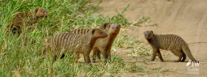 Tarangire National Park, Tanzania - 24 MAY 2026