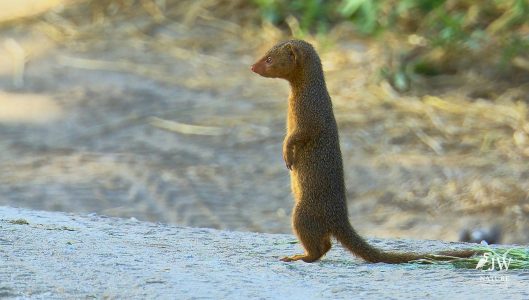 Tarangire National Park, Tanzania - 24 MAY 2026
