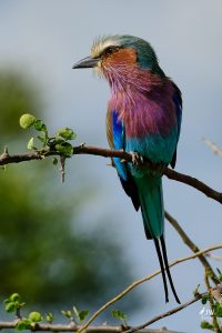 Tarangire National Park, Tanzania - 24 MAY 2026