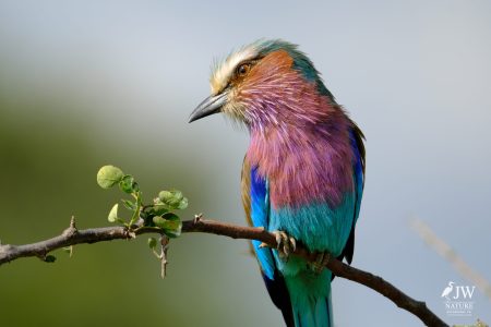 Tarangire National Park, Tanzania - 24 MAY 2026
