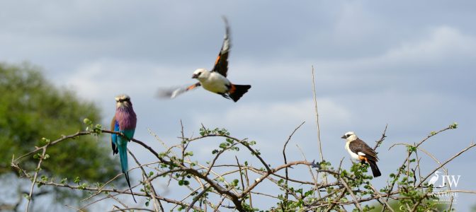 Tarangire National Park, Tanzania - 24 MAY 2026