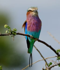 Tarangire National Park, Tanzania - 24 MAY 2026