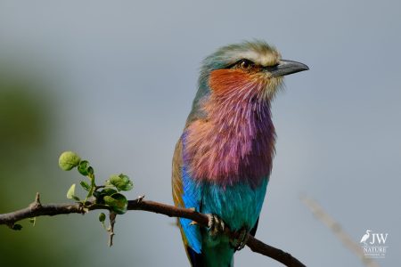 Tarangire National Park, Tanzania - 24 MAY 2026