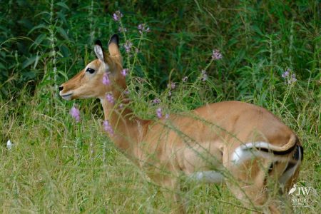 Tarangire National Park, Tanzania - 24 MAY 2026