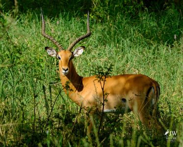 Tarangire National Park, Tanzania - 24 MAY 2026