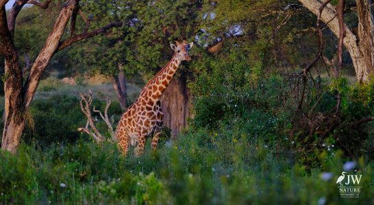 Tarangire National Park, Tanzania - 24 MAY 2026
