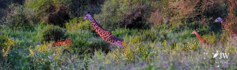 Tarangire National Park, Tanzania - 24 MAY 2026