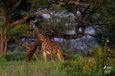 Tarangire National Park, Tanzania - 24 MAY 2026
