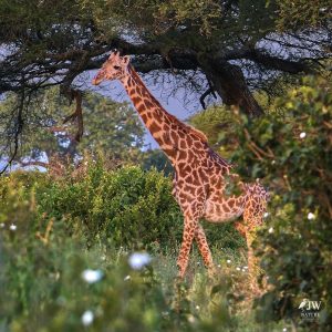 Tarangire National Park, Tanzania - 24 MAY 2026