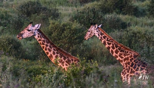 Tarangire National Park, Tanzania - 24 MAY 2026