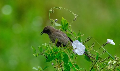 Unidentified bird