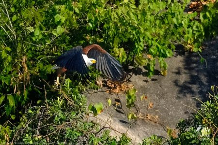 African fish eagle