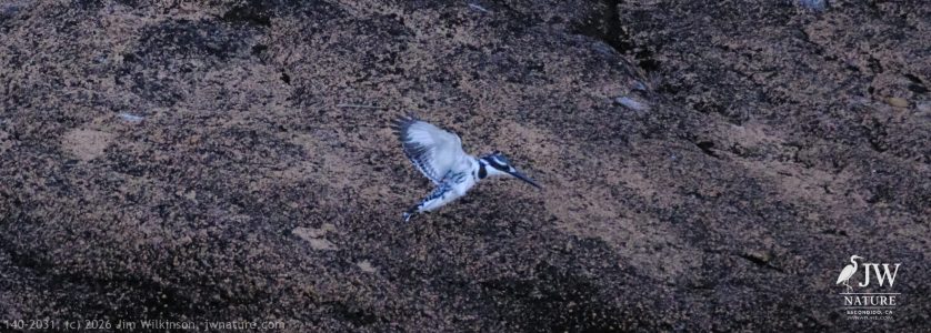 Pied Kingfisher