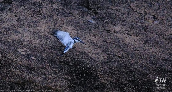 Pied Kingfisher