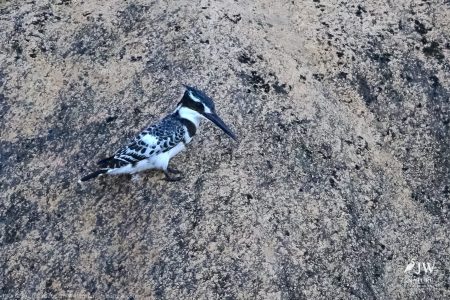 Pied Kingfisher