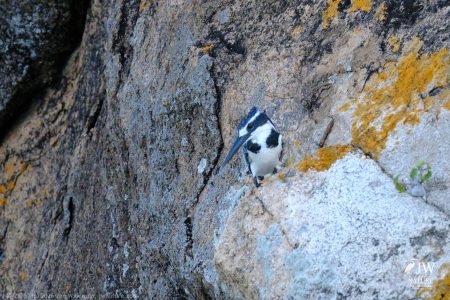 Pied Kingfisher