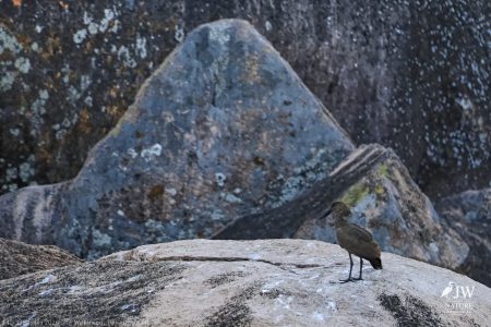 Hamerkop