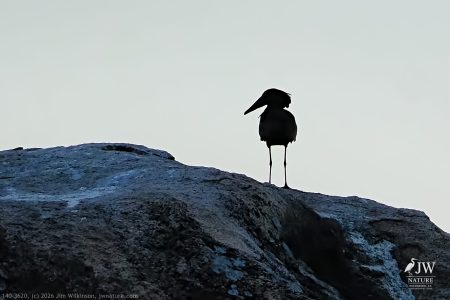 Hamerkop