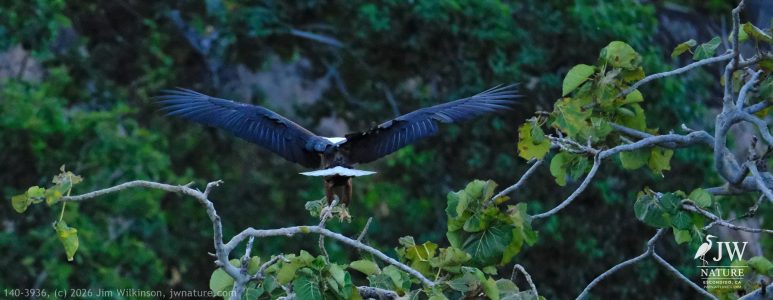 African fish eagle