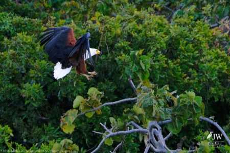 African fish eagle