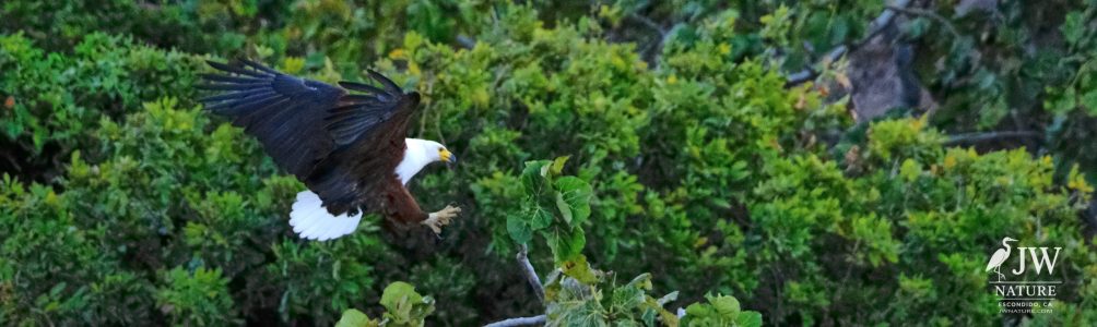 African fish eagle