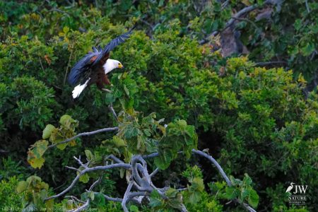African fish eagle