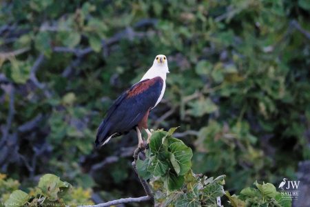 African fish eagle
