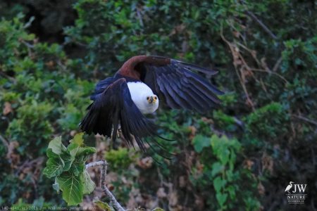 African fish eagle