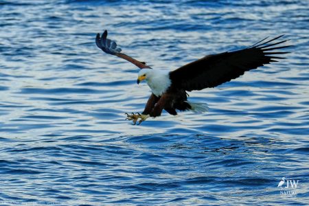 African fish eagle