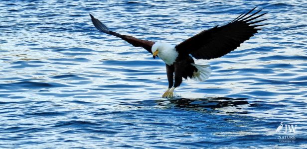 African fish eagle