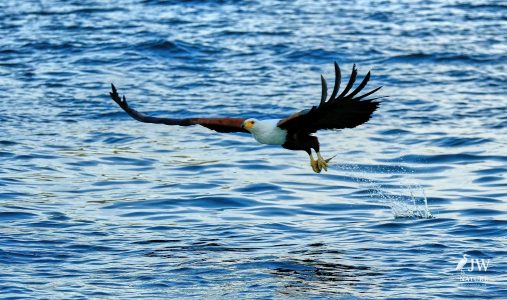 African fish eagle