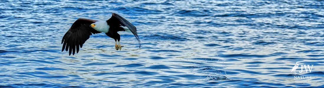 African fish eagle