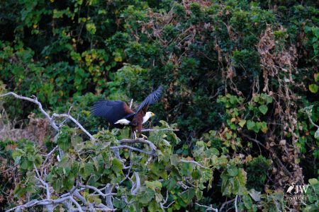 African fish eagle