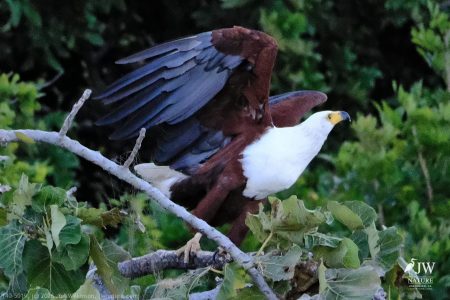 African fish eagle