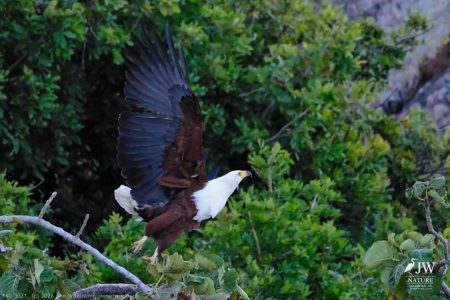 African fish eagle