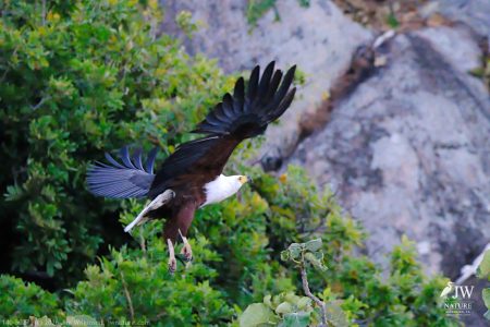 African fish eagle