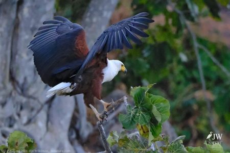 African fish eagle