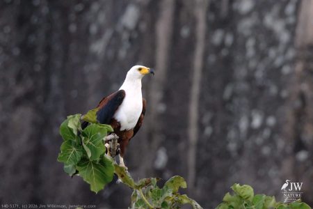 African fish eagle