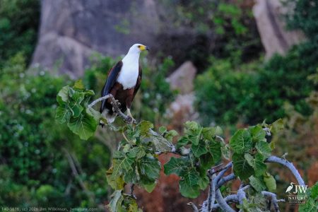 African fish eagle