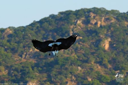 African fish eagle