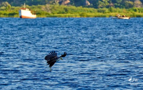 African fish eagle