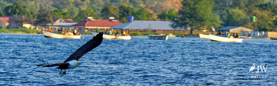 African fish eagle