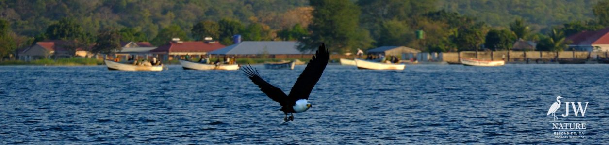 African fish eagle