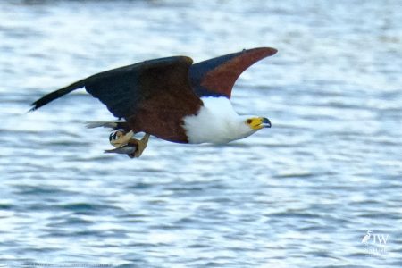 African fish eagle