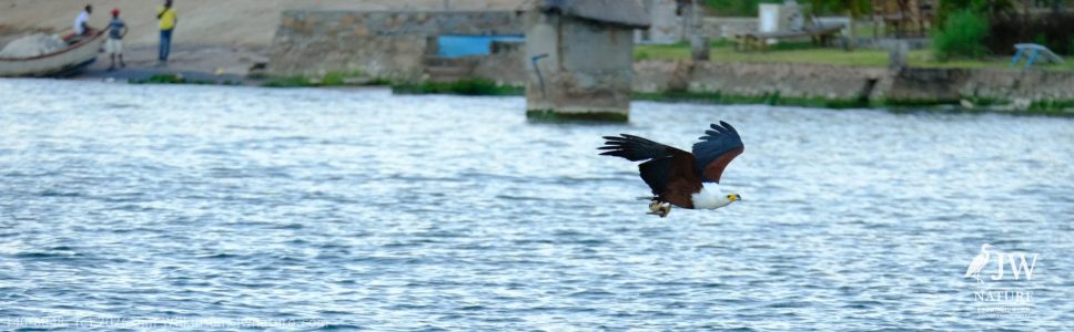 African fish eagle