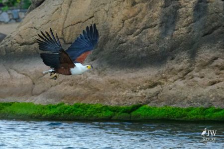 African fish eagle