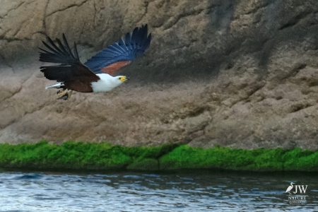 African fish eagle