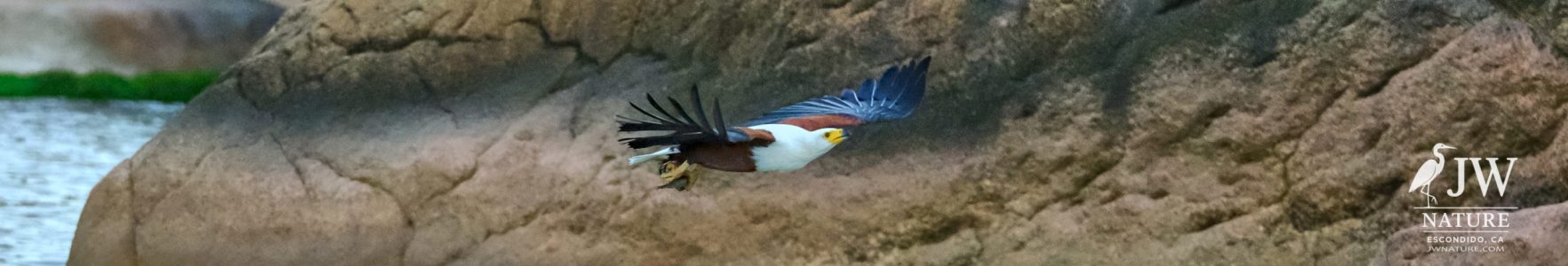 African fish eagle