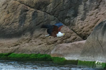 African fish eagle